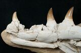 Impressive Mosasaur Jaw Section - Superb Preparation #16111-1